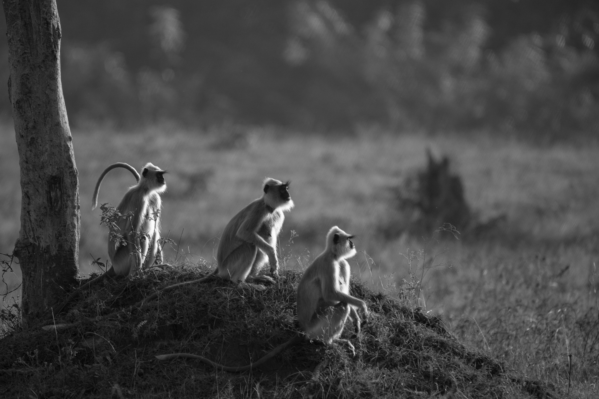 Sigma 150-600mm F5-6.3 DG OS HSM | C sample photo. Langoors photography