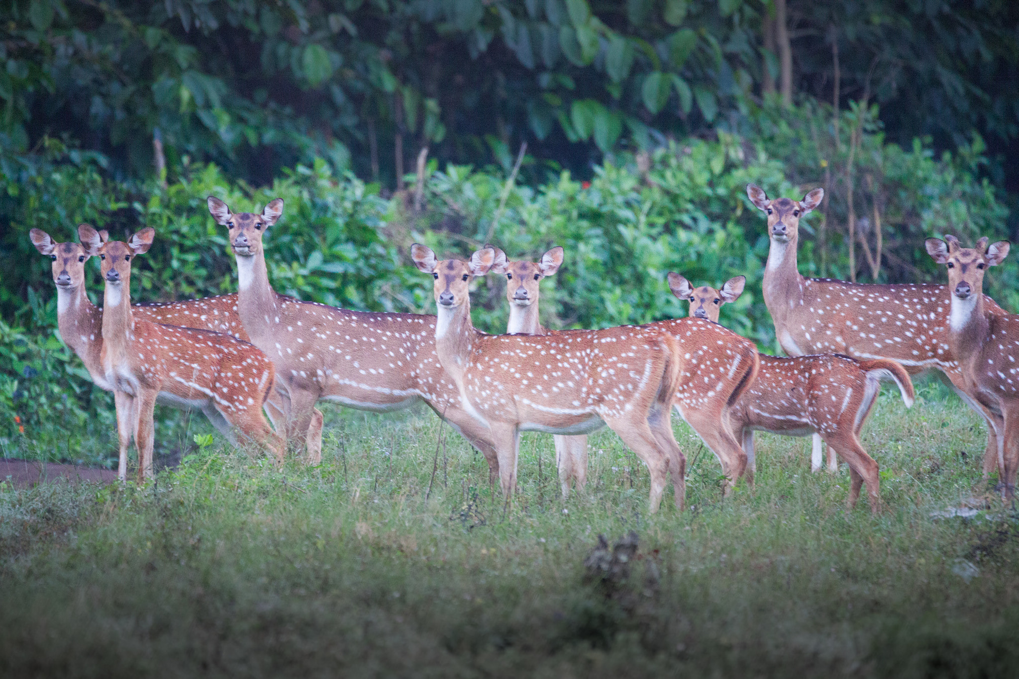 Sigma 150-600mm F5-6.3 DG OS HSM | C sample photo. Spotted deers photography