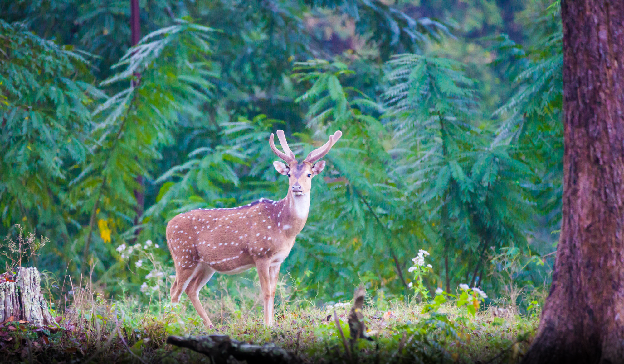 Sigma 150-600mm F5-6.3 DG OS HSM | C sample photo. Spotted deer photography