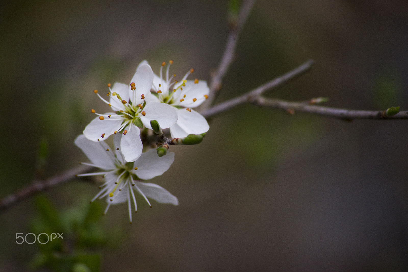 Sigma 70-300mm F4-5.6 APO DG Macro sample photo. Murgiafiorita photography