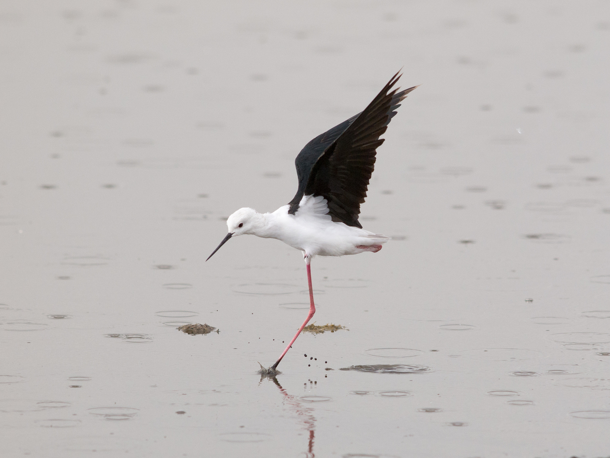 Olympus E-5 + OLYMPUS 300mm Lens sample photo. Black-winged stilt photography