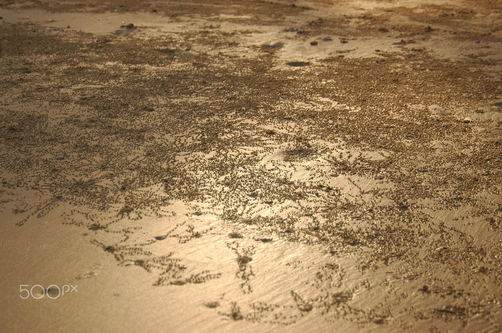 Nikon D70 sample photo. Sand photography
