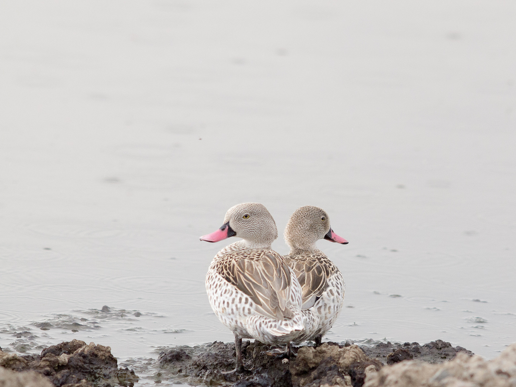 Olympus E-5 + OLYMPUS 300mm Lens sample photo. Red-billed teal photography