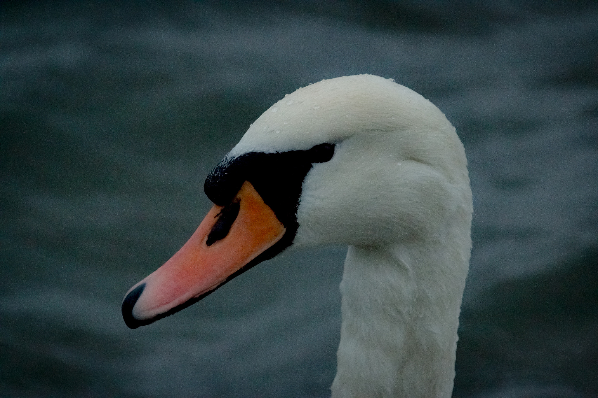 Canon EF 28-300mm F3.5-5.6L IS USM sample photo. Our queens swan... photography