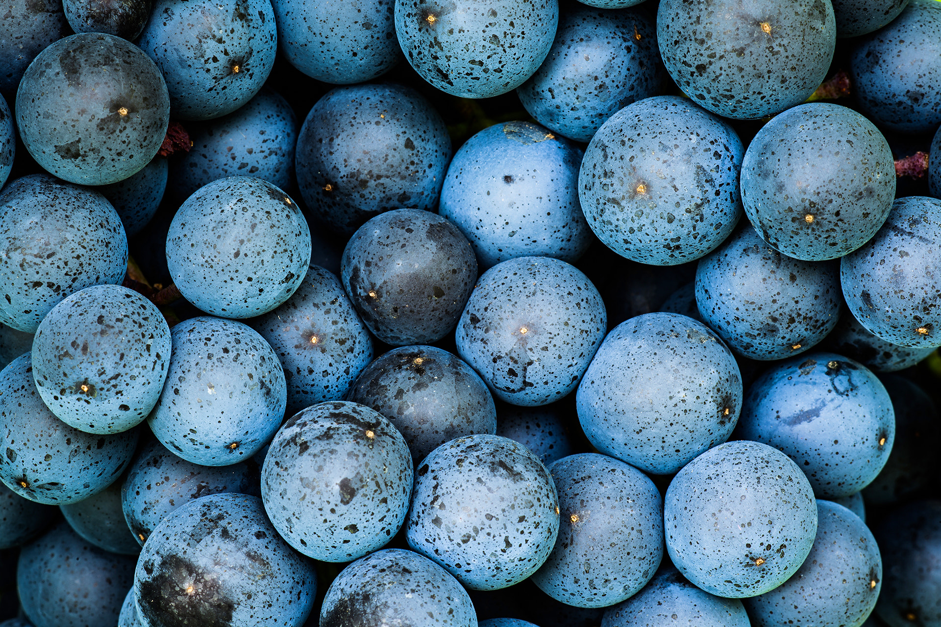 Canon EF 100mm F2.8 Macro USM sample photo. Wine grapes photography