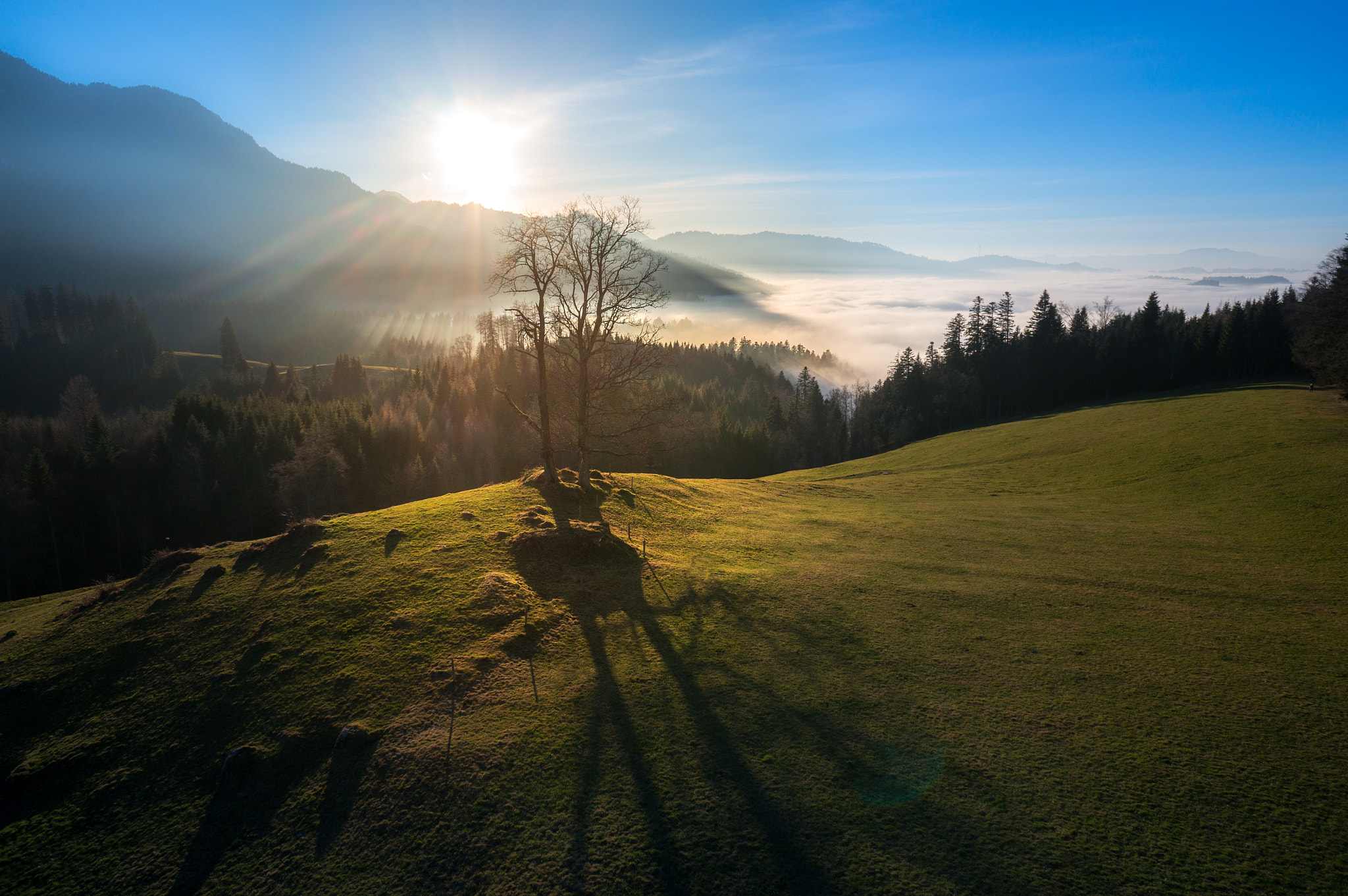 Sony Alpha NEX-5T + Sony E 16mm F2.8 sample photo. Old tree in the swiss alps photography