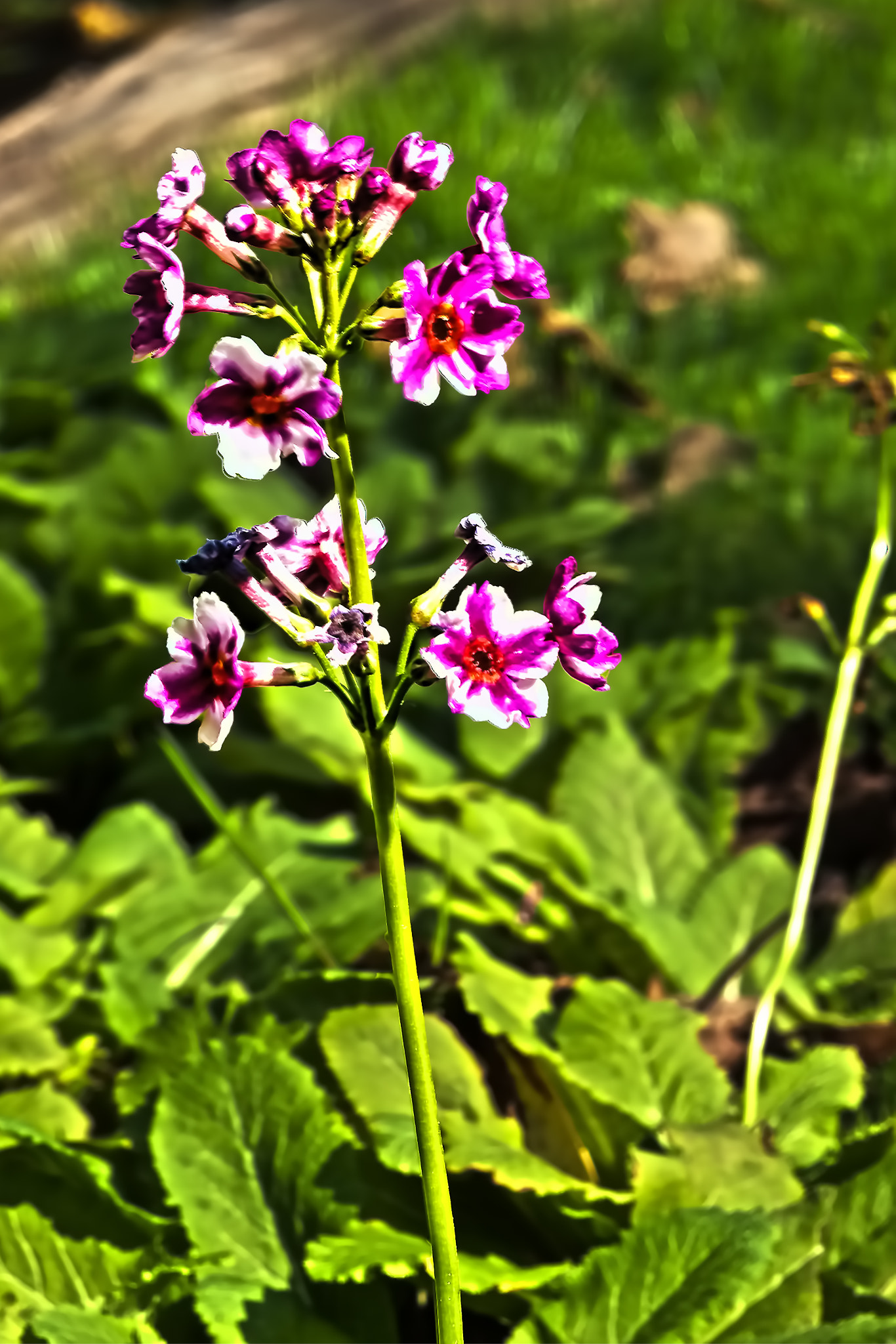 Sigma 24-70mm F2.8 EX DG HSM sample photo. Royal photography