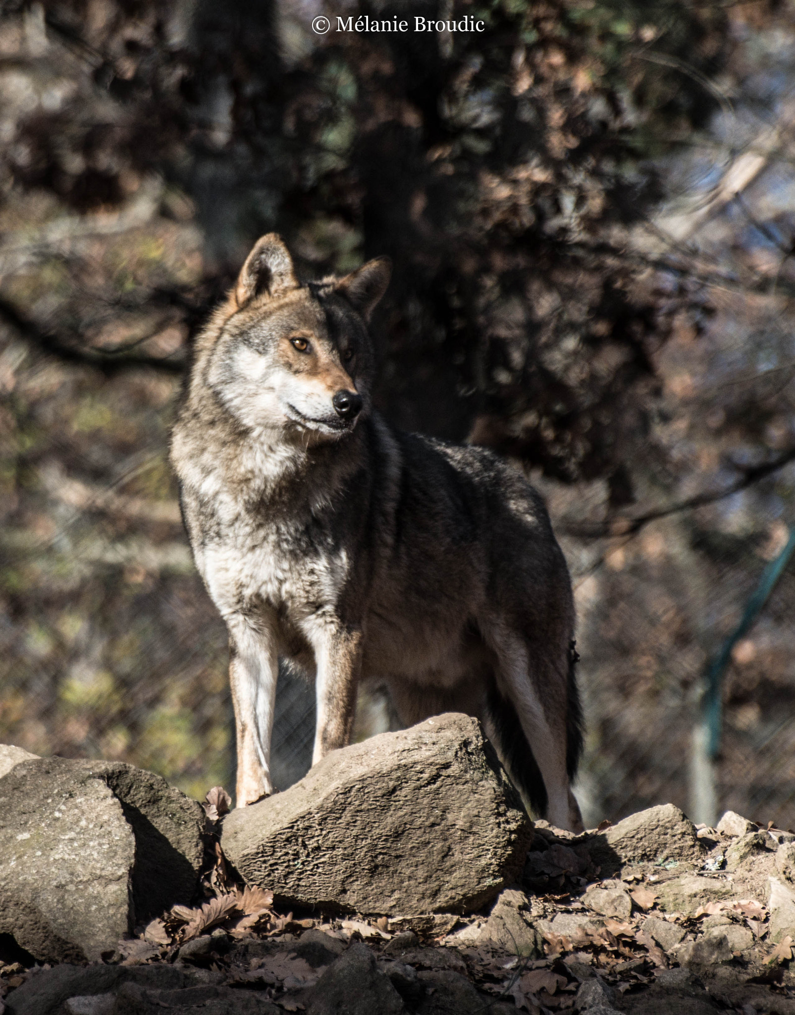Pentax K-50 + Sigma sample photo. Loup gris européen photography