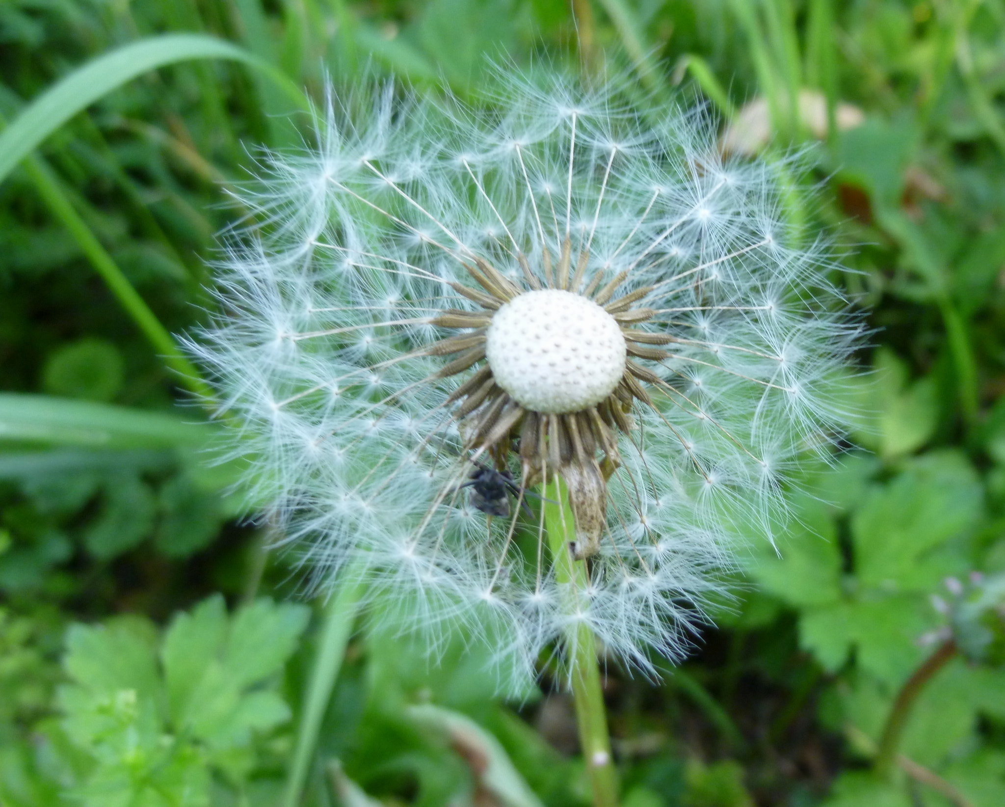 Panasonic DMC-SZ3 sample photo. Charnècles, france photography