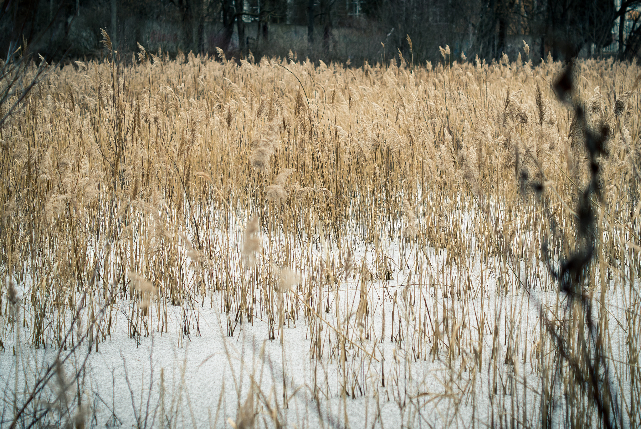 Sony Alpha DSLR-A300 + Sony DT 50mm F1.8 SAM sample photo. Lost and found photography