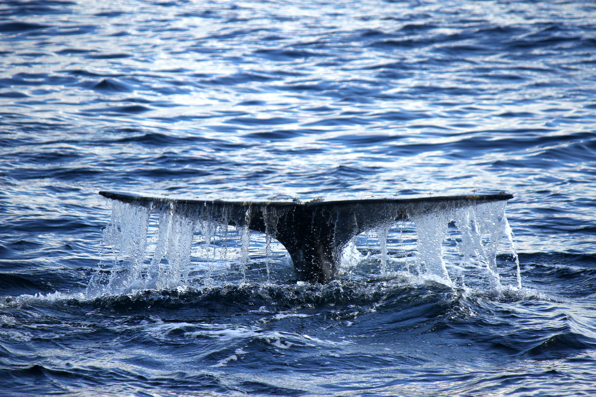 Canon EF-S 55-250mm F4-5.6 IS II sample photo. Grey whale photography