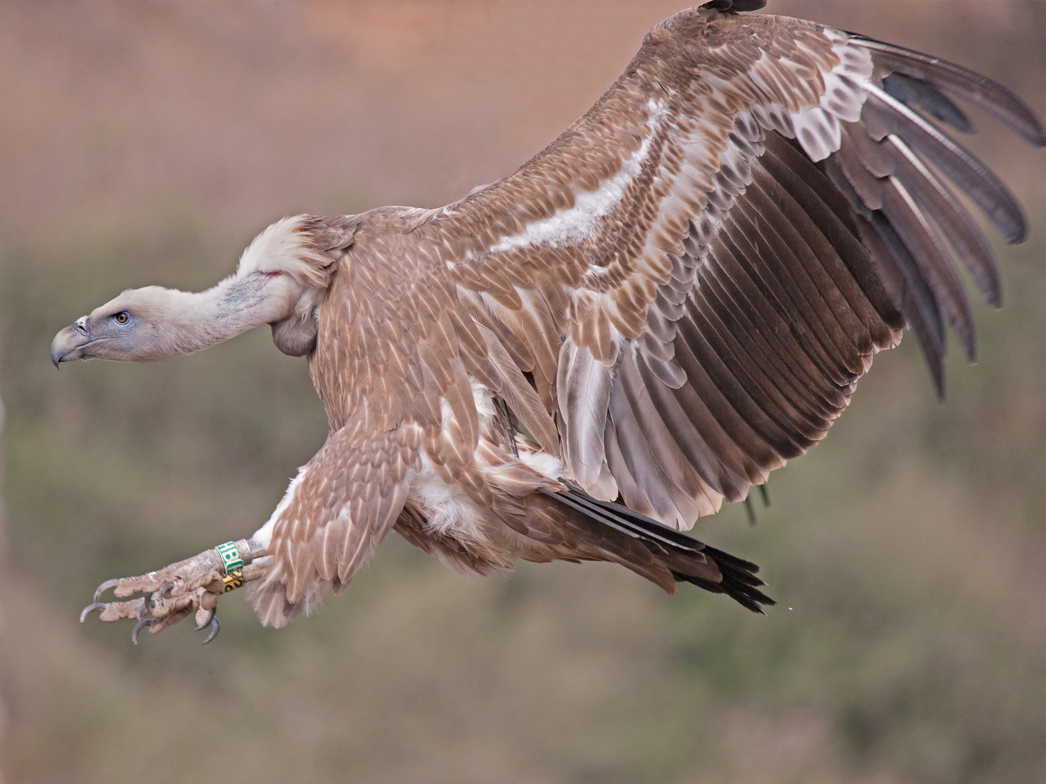 Canon EOS-1Ds Mark III sample photo. Landing of griffon vulture photography