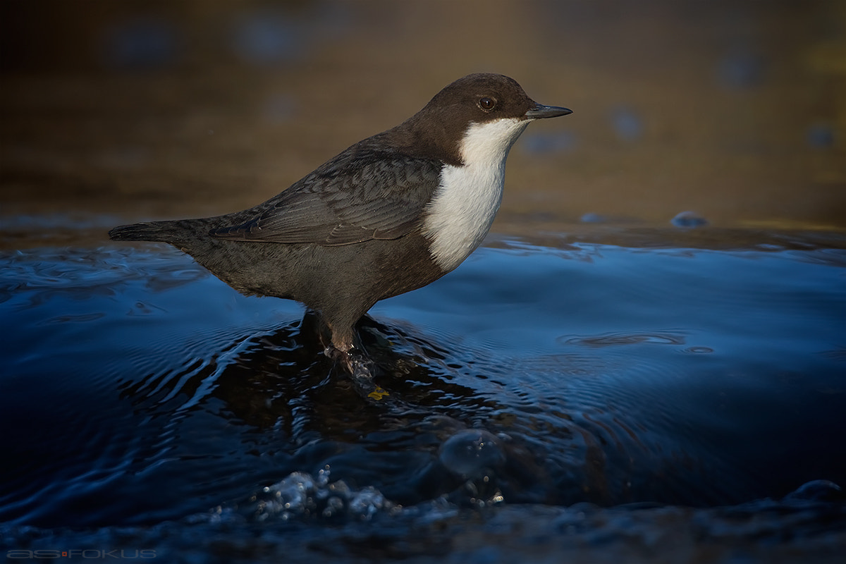 Canon EOS 7D Mark II + Tamron SP 150-600mm F5-6.3 Di VC USD sample photo. White-throated dipper photography