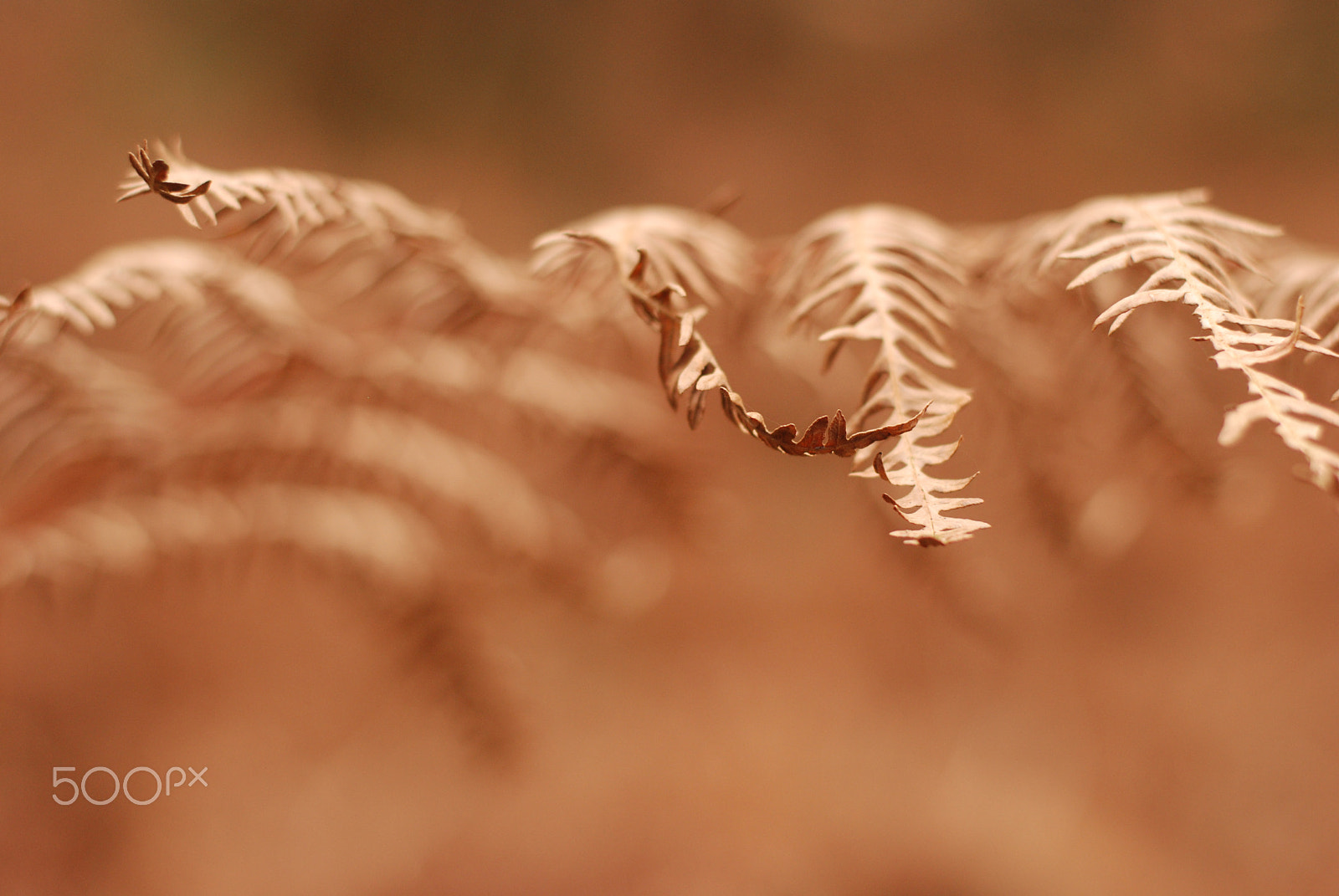 Nikon D40X + Nikon AF-S Nikkor 50mm F1.8G sample photo. Fern in focus photography