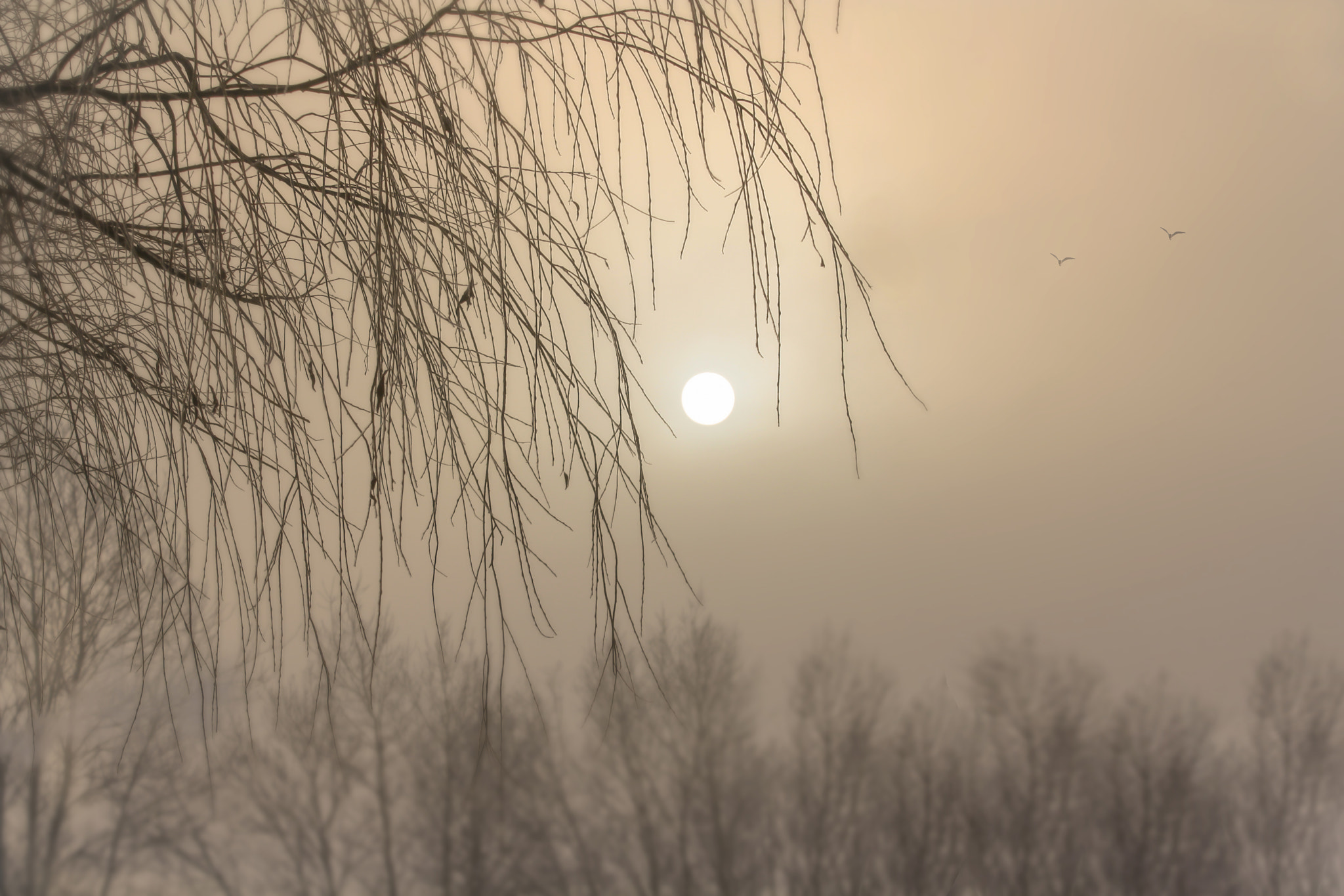 Canon EF 70-300mm F4-5.6 IS USM sample photo. In the mist photography