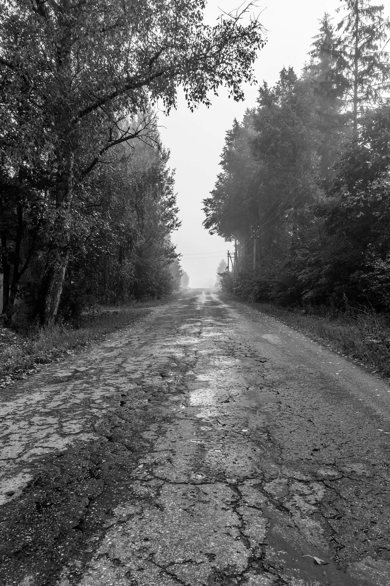 Sony Alpha NEX-5N + Sony E 10-18mm F4 OSS sample photo. The road in the fog. photography