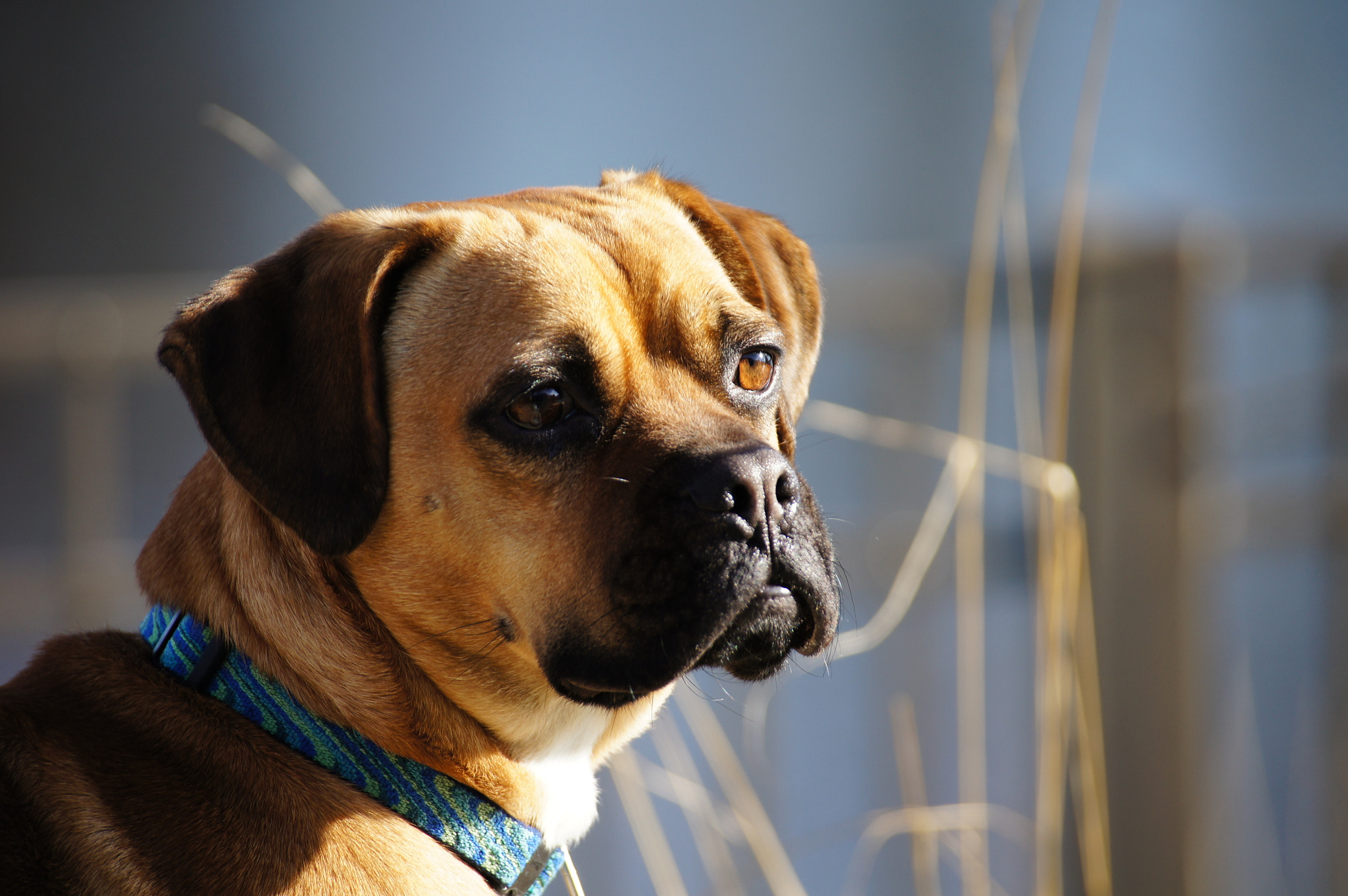 Sony SLT-A55 (SLT-A55V) sample photo. Scappy doo with attitude photography
