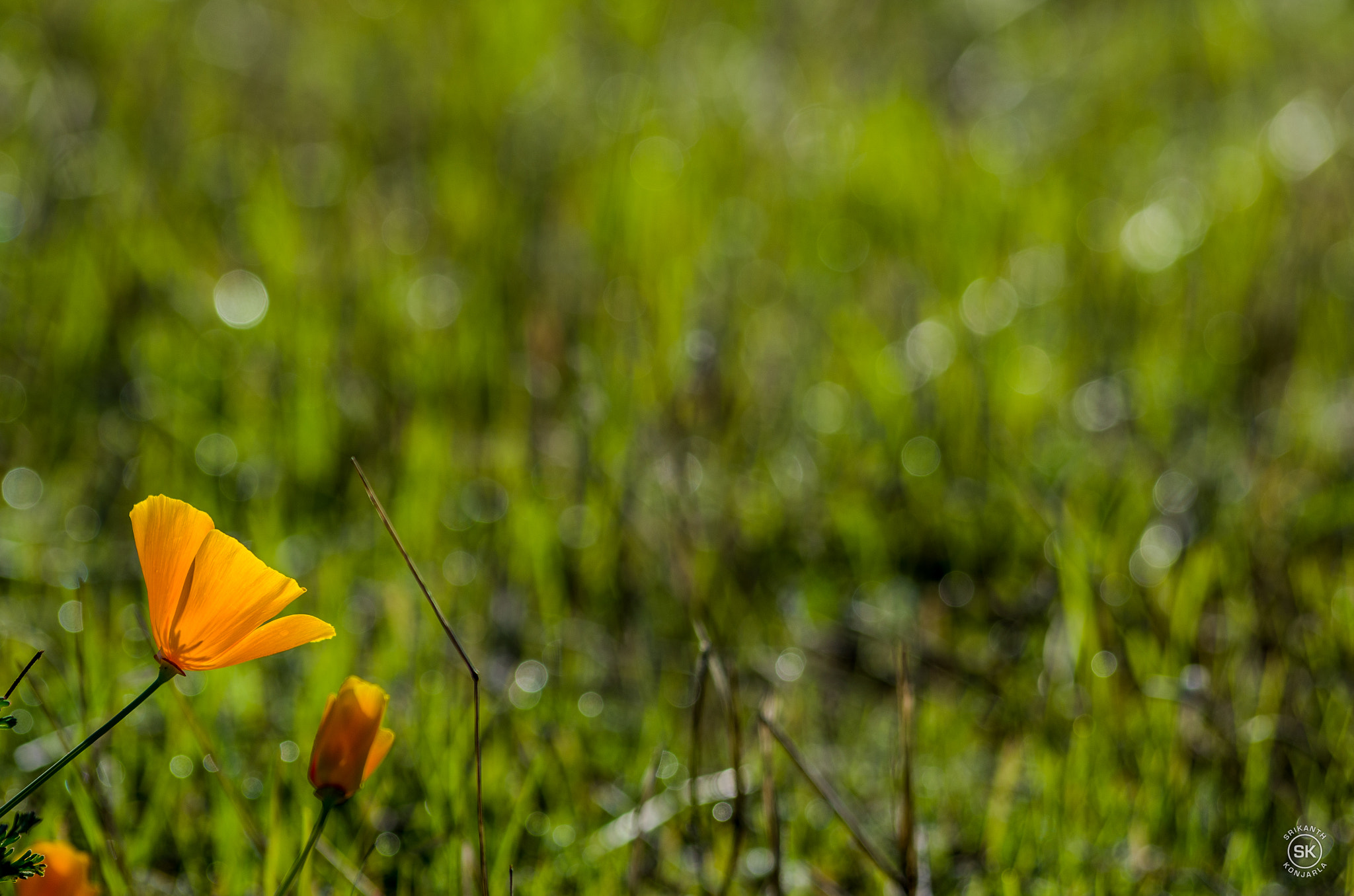 Pentax K-5 IIs sample photo. Look up photography