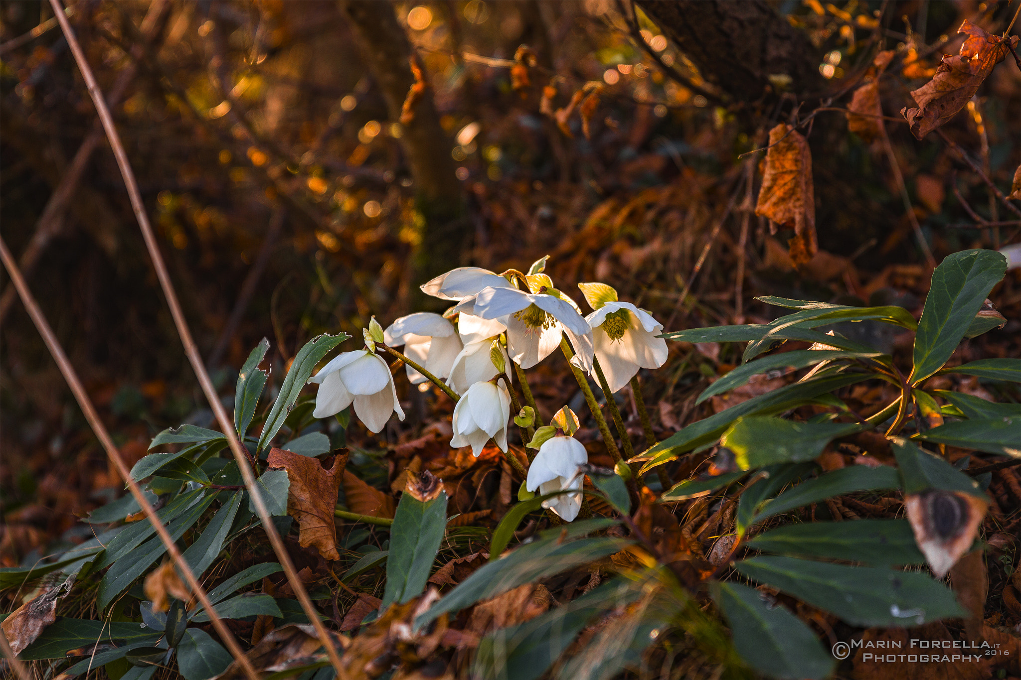 Canon EF 24-70mm F2.8L II USM sample photo. Snowdrop photography