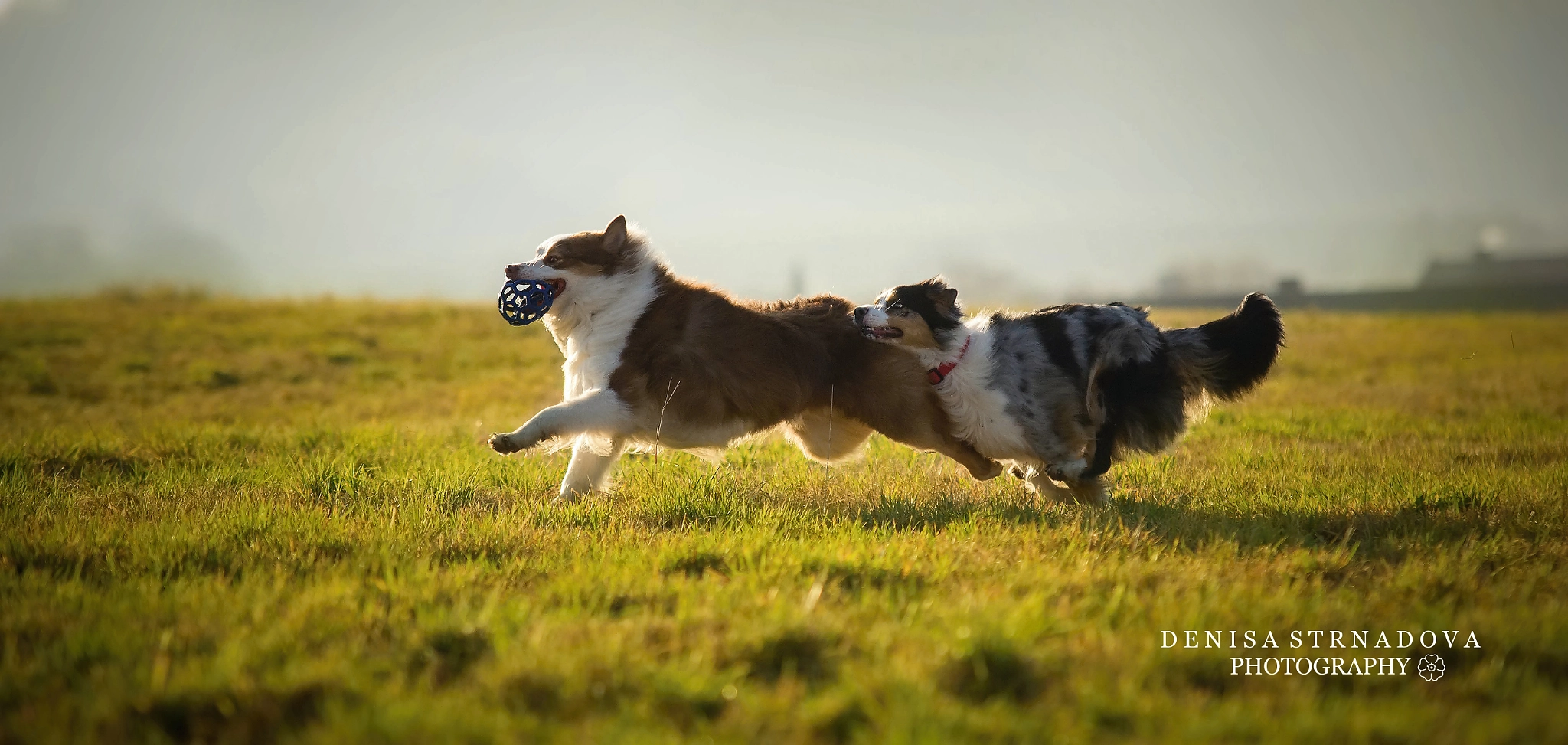 Canon EOS 600D (Rebel EOS T3i / EOS Kiss X5) + Sigma 70-200mm F2.8 EX DG OS HSM sample photo. Crazy dogs :) photography