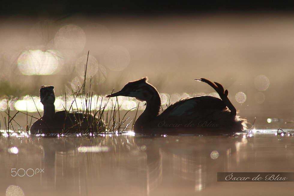 Canon EF 400mm f/2.8L + 1.4x sample photo. Bye bye 2015 photography