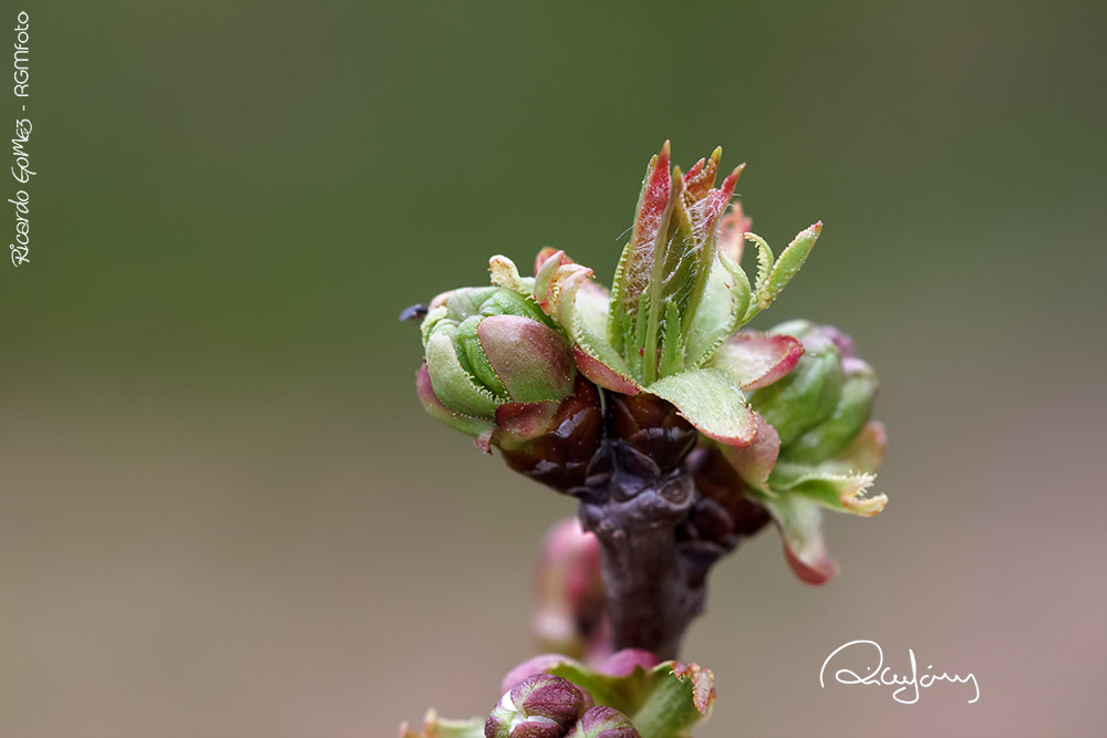 Canon EOS 500D (EOS Rebel T1i / EOS Kiss X3) + Canon EF 100mm F2.8 Macro USM sample photo. Silvestre iv photography