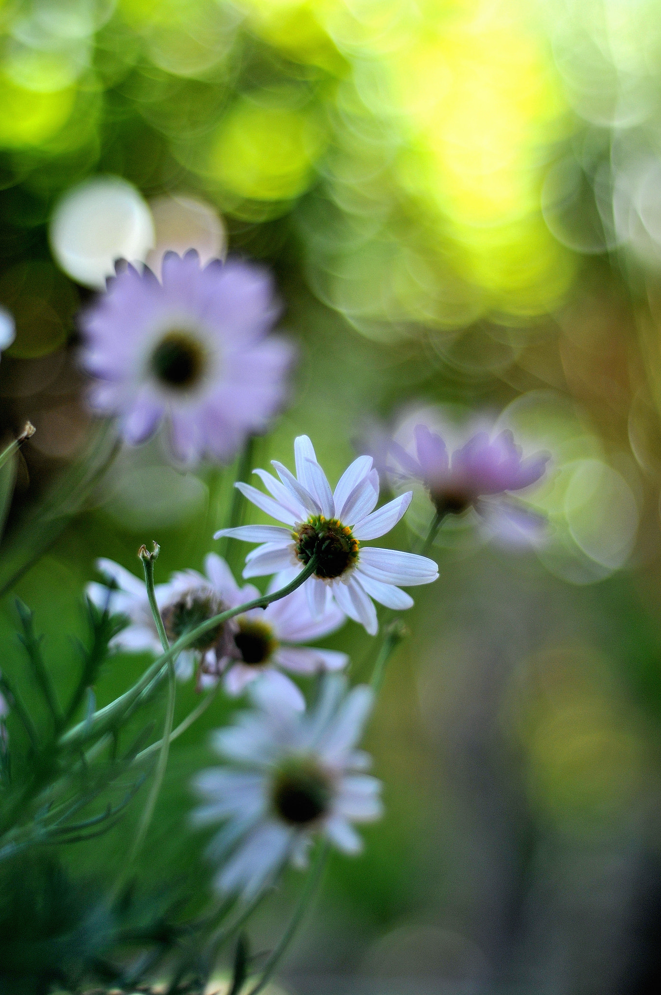 Nikon D300 + AF Nikkor 50mm f/1.8 sample photo. Flores bokeh photography