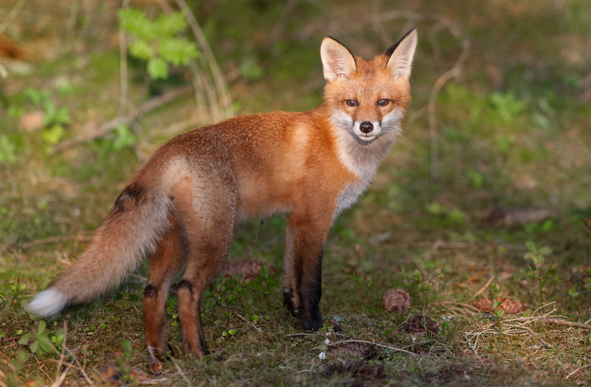Nikon AF-S Nikkor 300mm F2.8G ED-IF VR sample photo. Red fox photography