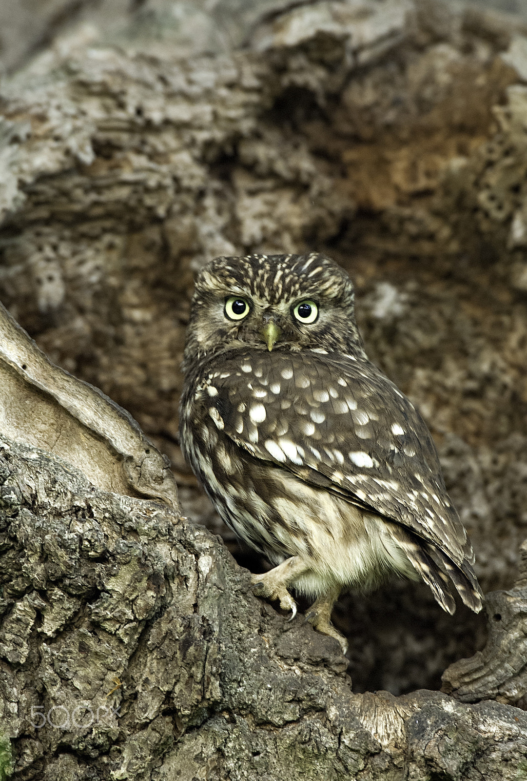 Nikon D2Xs + Nikon AF-S Nikkor 600mm F4D ED-IF II sample photo. Little owl photography