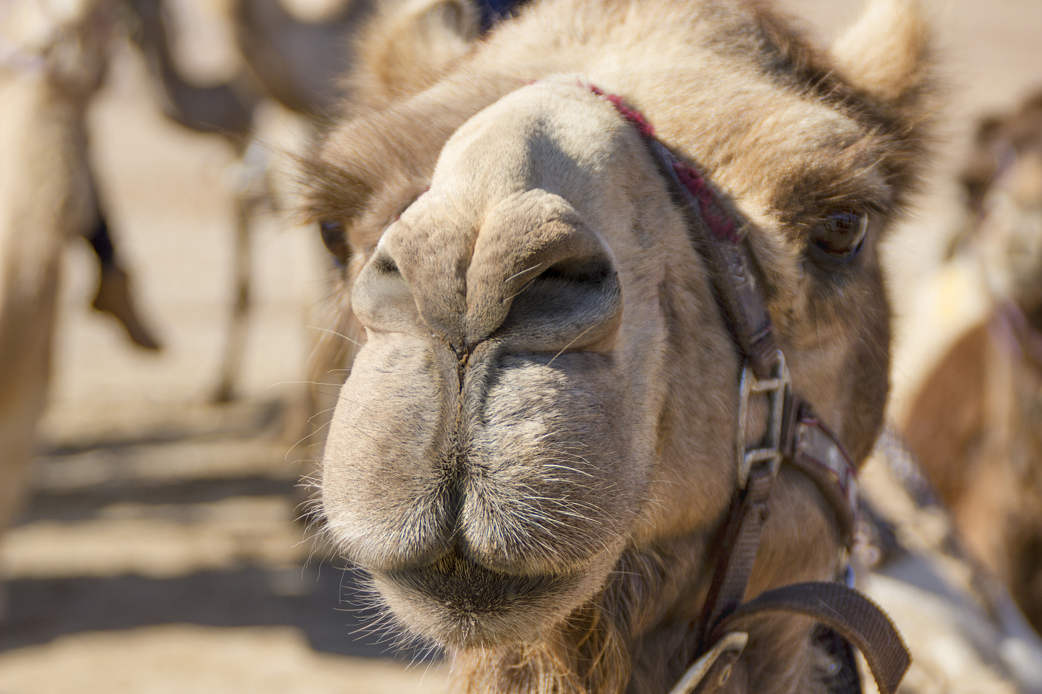 Canon EOS 600D (Rebel EOS T3i / EOS Kiss X5) + Tamron AF 18-200mm F3.5-6.3 XR Di II LD Aspherical (IF) Macro sample photo. Acknowledged camel photography