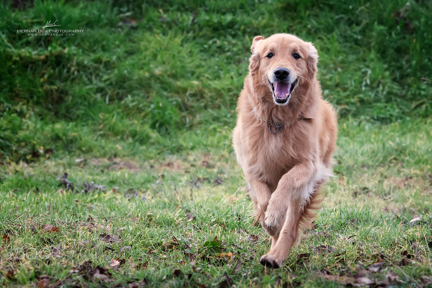 Sigma 150-500mm F5-6.3 DG OS HSM sample photo. Full speed photography