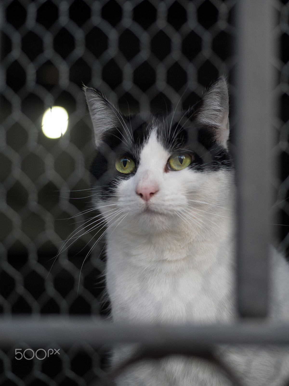Sony ILCA-77M2 + Sony 50mm F2.8 Macro sample photo. Gato en la gatera, refugio de gatos. photography
