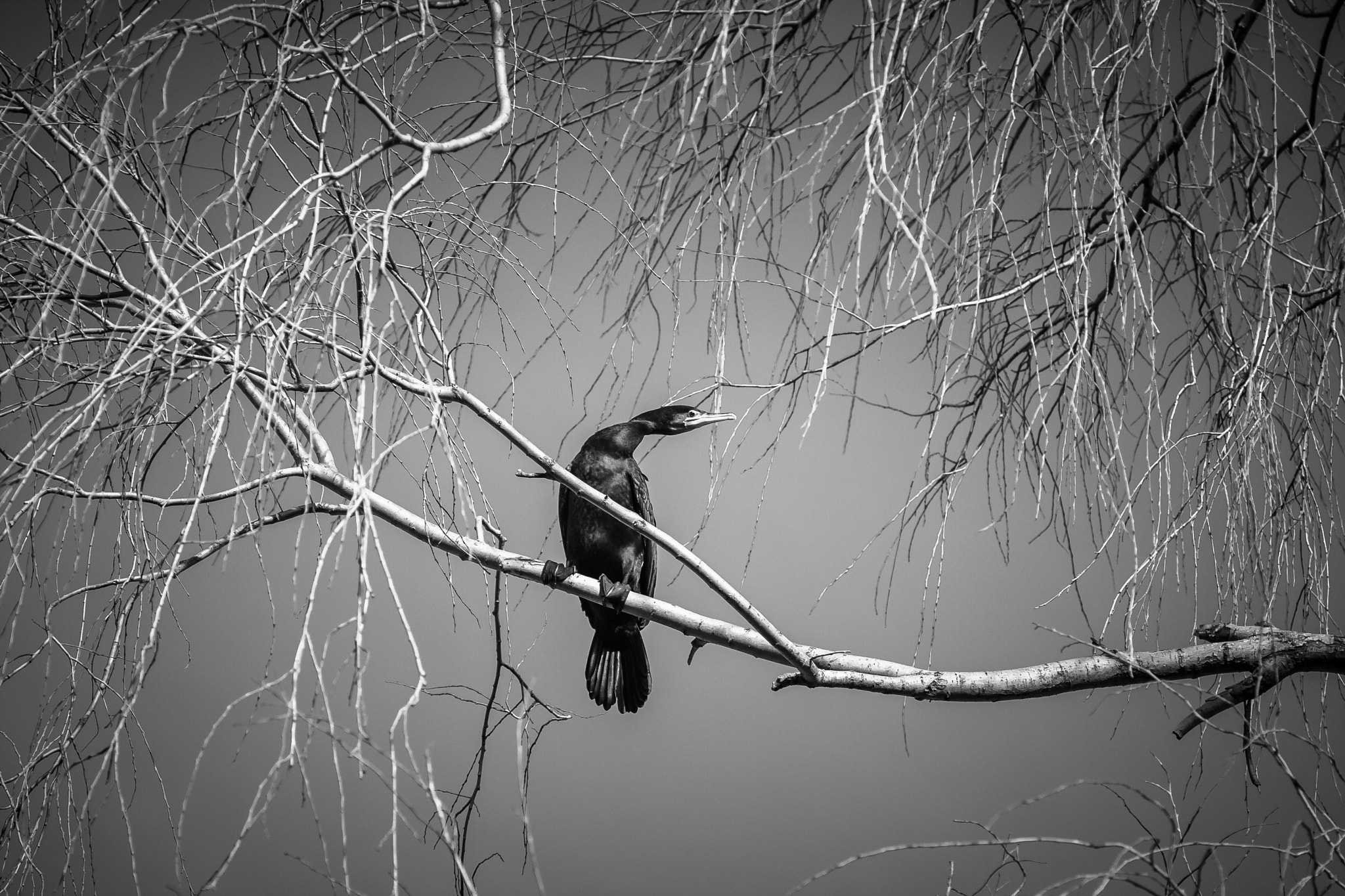 Canon EOS 40D + Canon EF 135mm F2.8 SF sample photo. Cormorant. photography