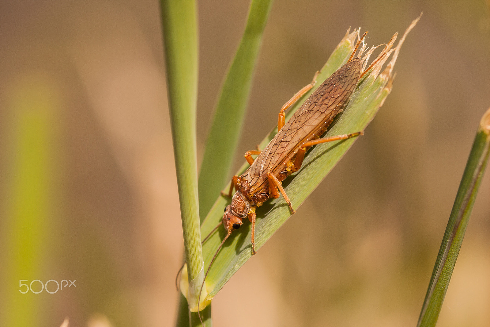 Canon EOS 40D + Sigma 105mm F2.8 EX DG Macro sample photo. It's what's for dinner photography