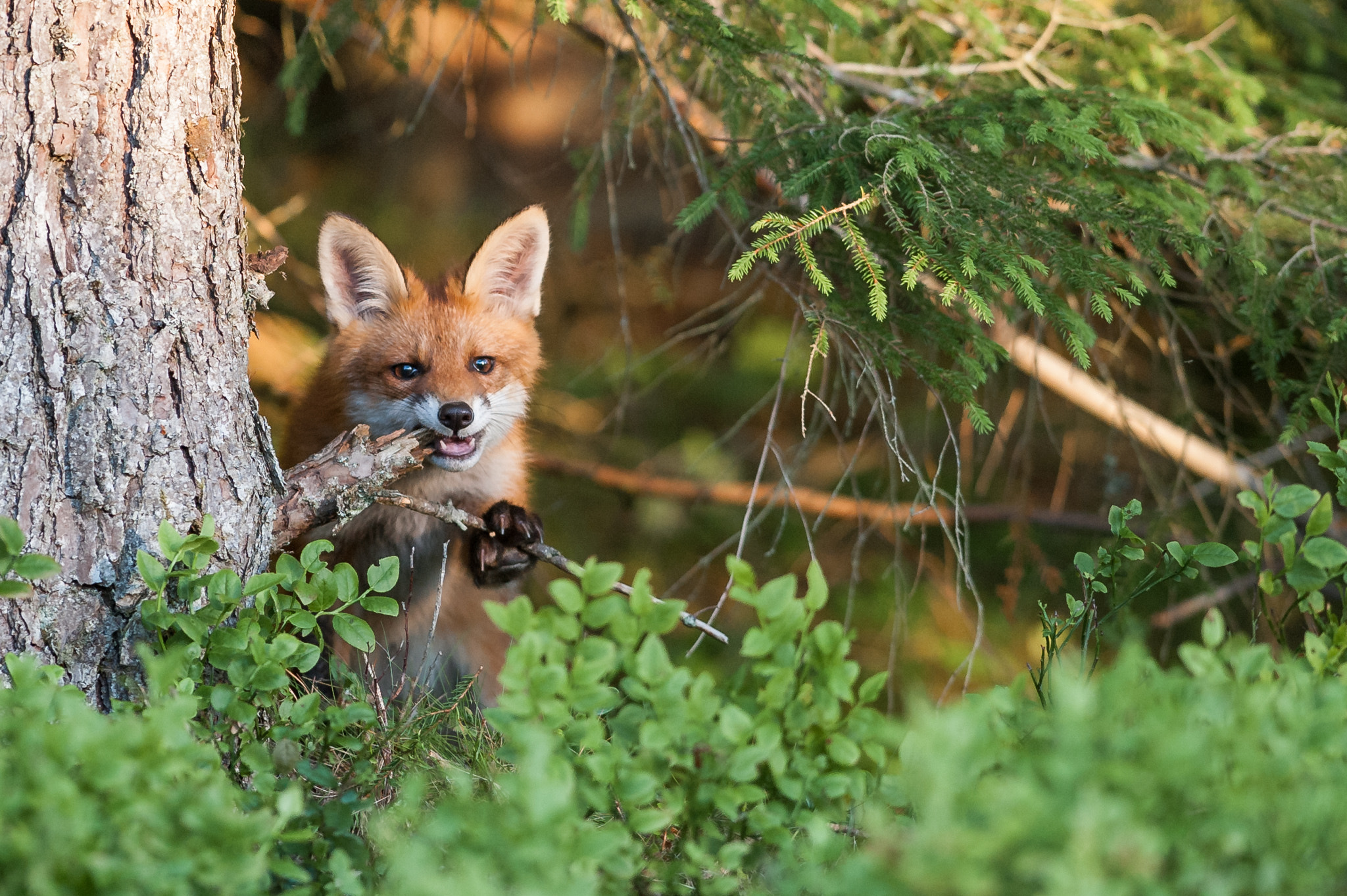 Nikon AF-S Nikkor 300mm F2.8G ED-IF VR sample photo. Red fox photography