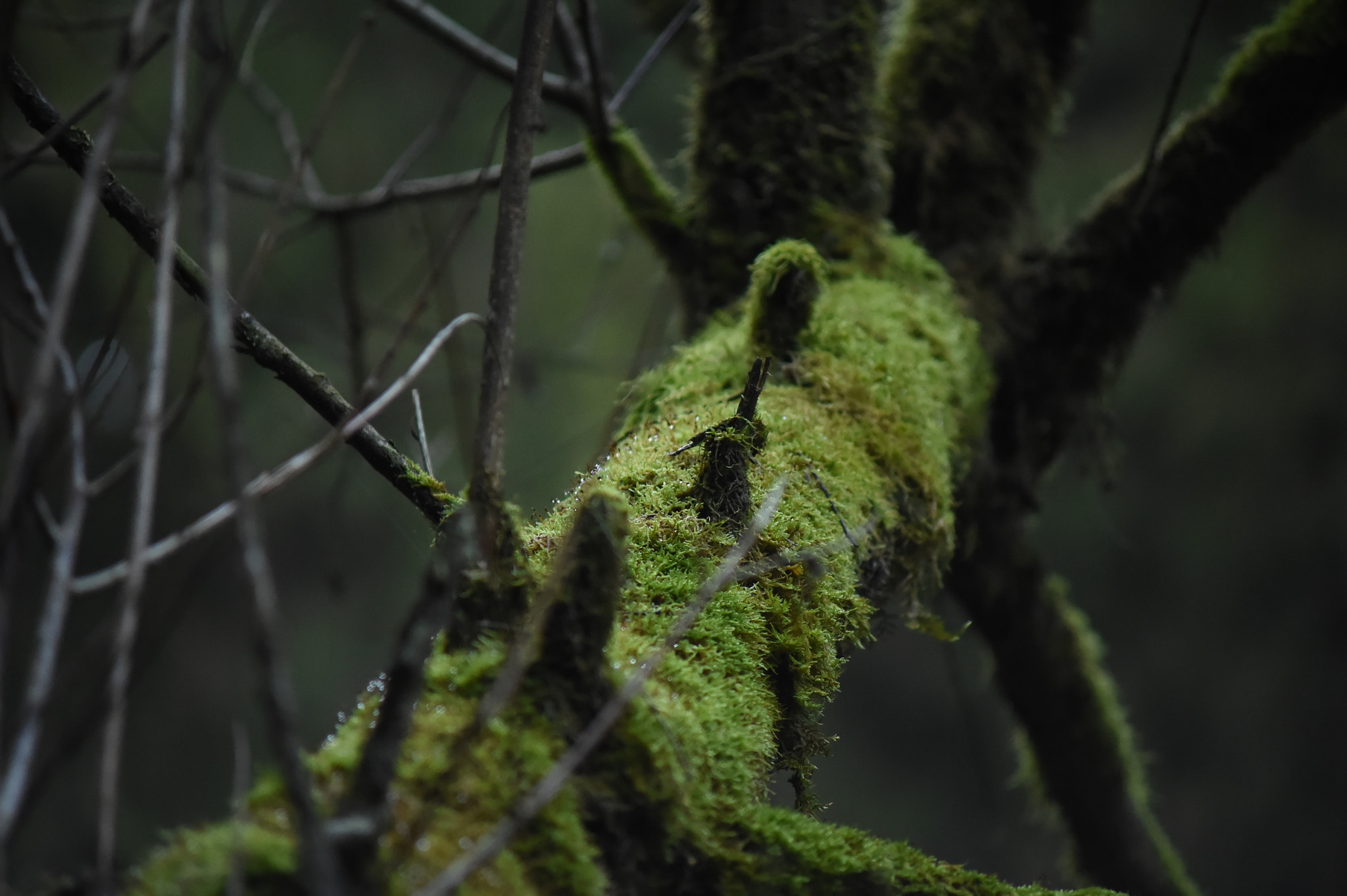 Nikon D4S + AF Zoom-Nikkor 70-210mm f/4 sample photo. Mystic tree photography