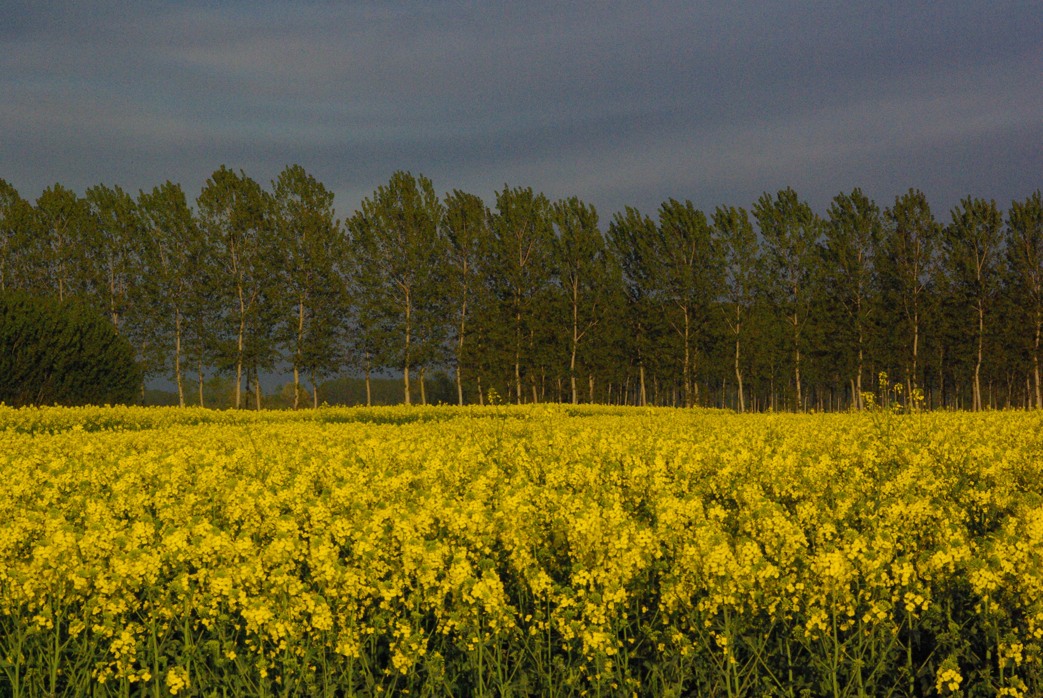 Pentax K10D + Sigma DL-II 35-80mm F4-5.6 sample photo. Colza photography