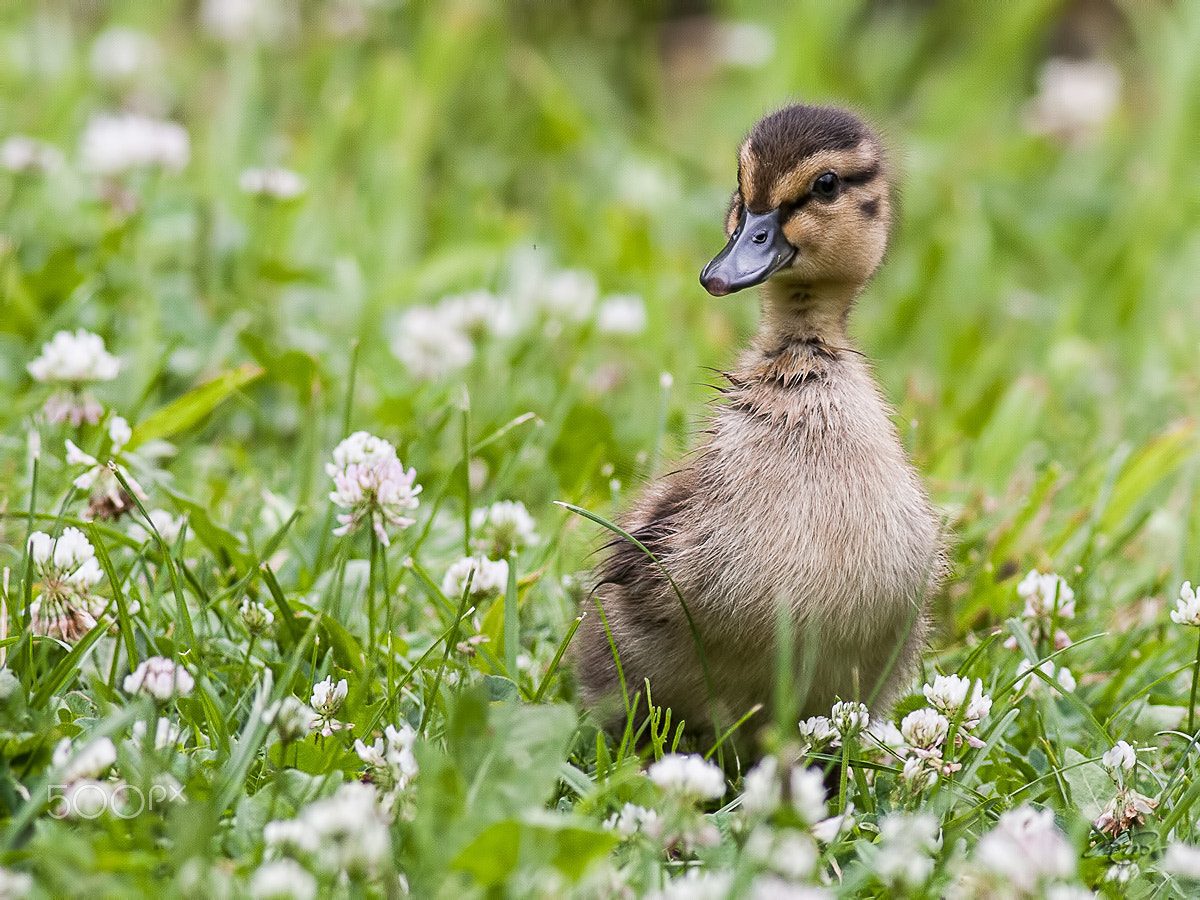 Canon EOS 40D + Canon EF 400mm F5.6L USM sample photo. Colvert photography