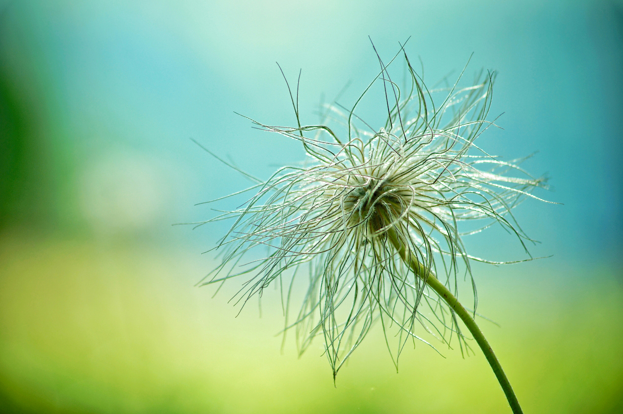 Sony SLT-A57 + Sigma 70-300mm F4-5.6 DL Macro sample photo. Blume col dal fil photography