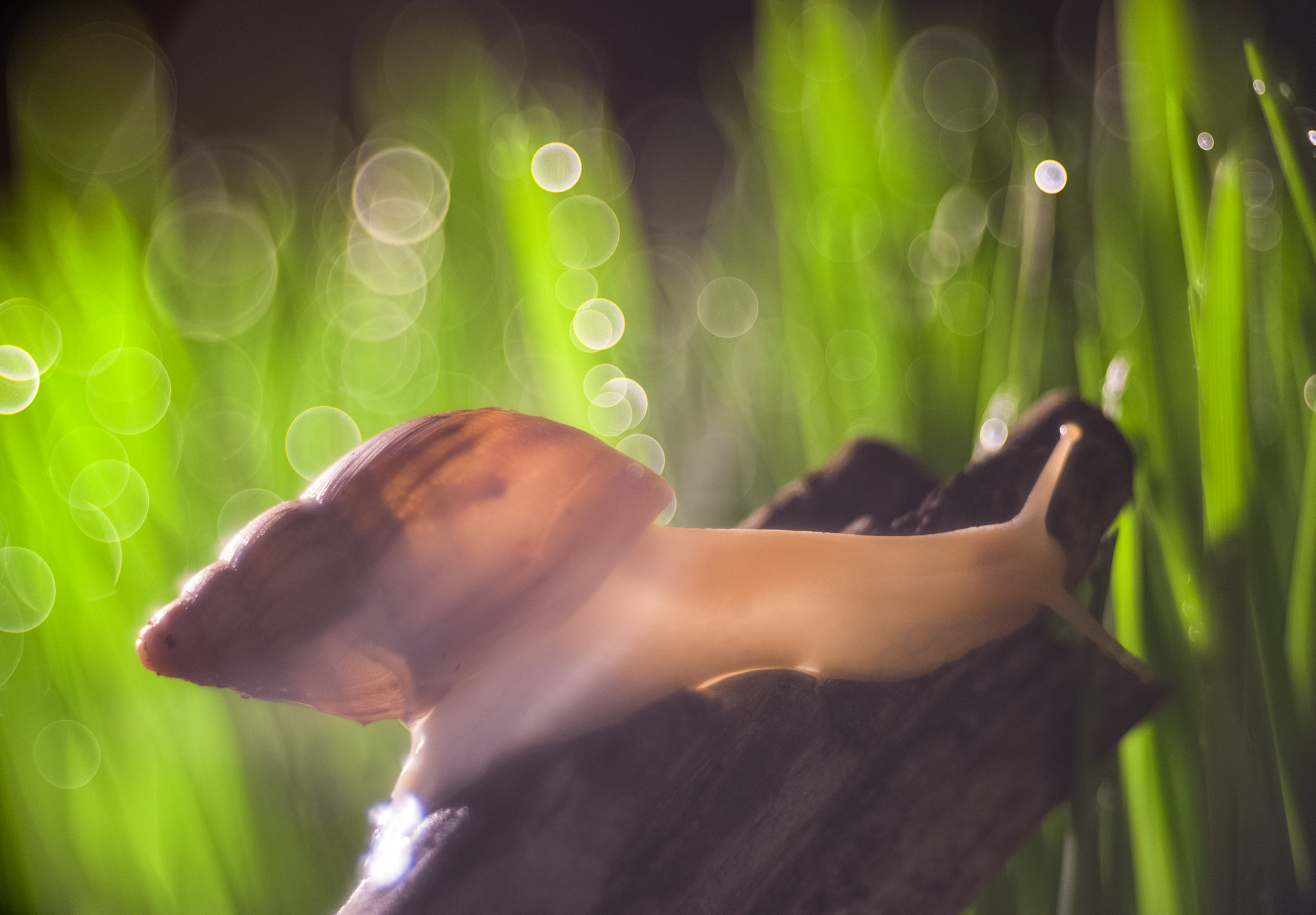 Sony a7 II + Minolta AF 50mm F1.7 sample photo. 2.jpg photography