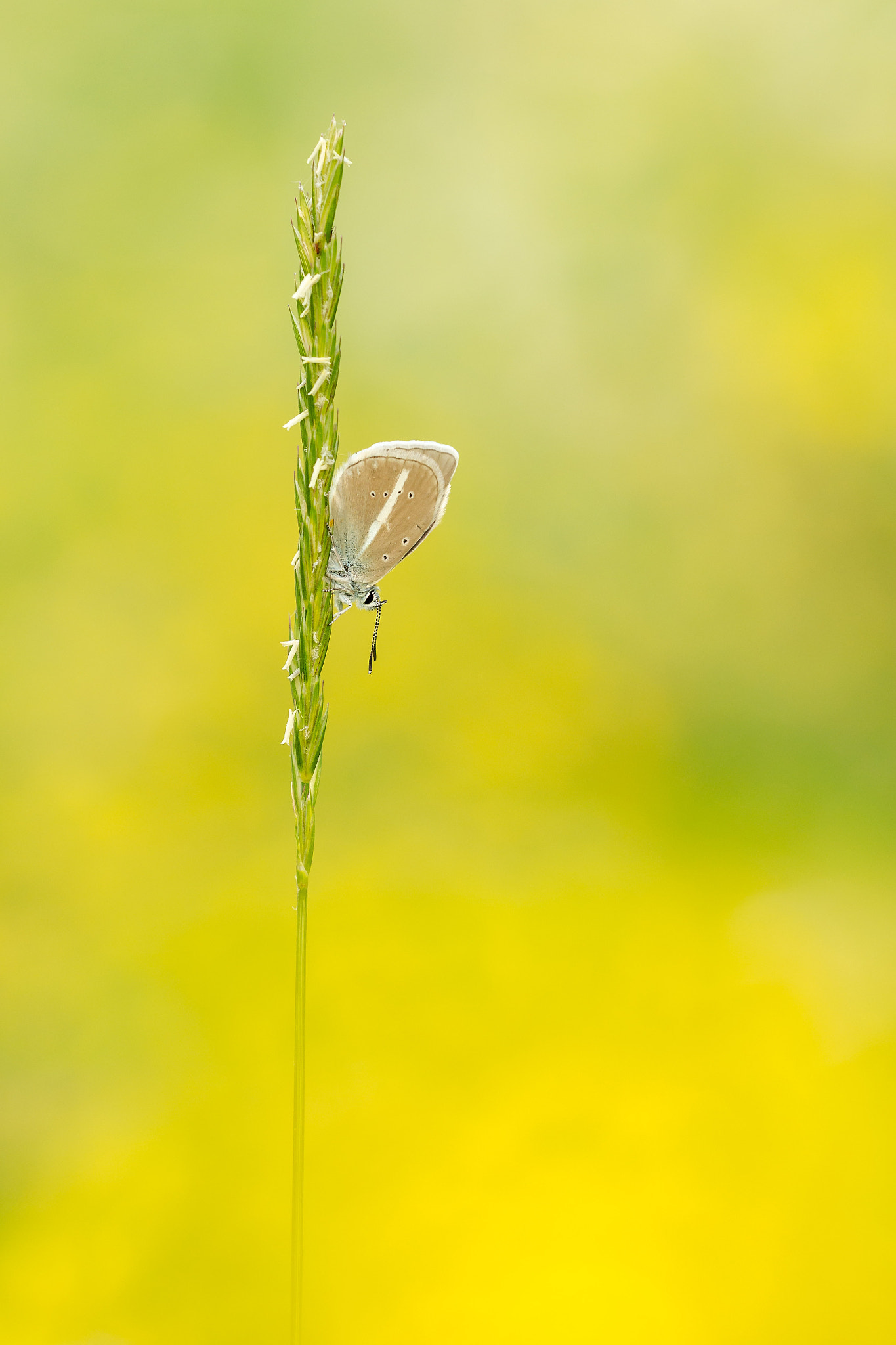 Sigma 150mm F2.8 EX DG Macro HSM sample photo. Polyommatus damon photography