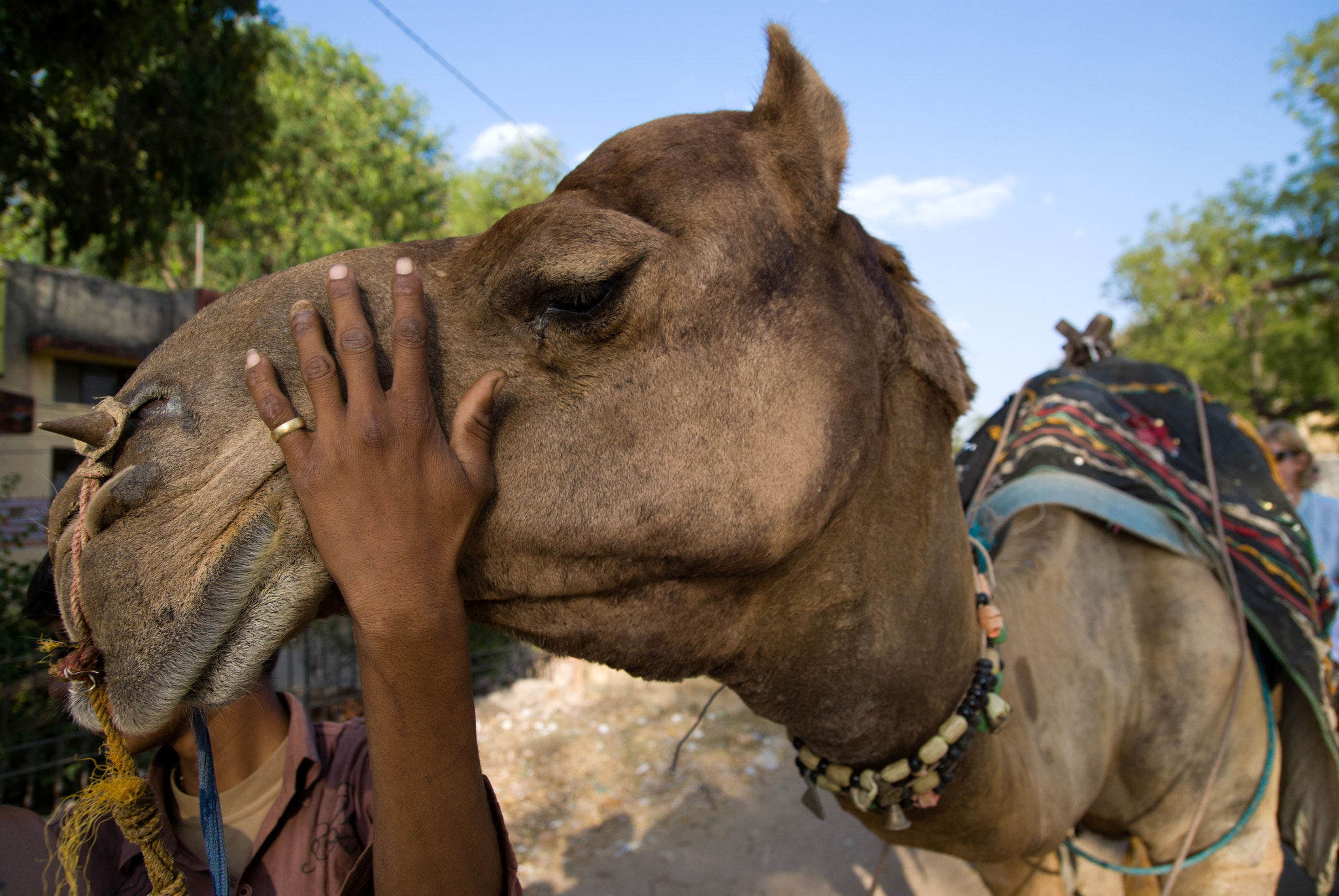 Nikon D60 sample photo. Camel photography