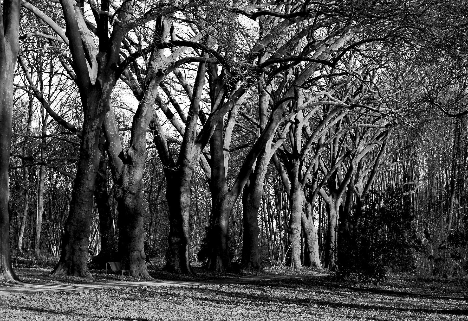 Canon EF-S 55-250mm F4-5.6 IS STM sample photo. Forest b+w photography
