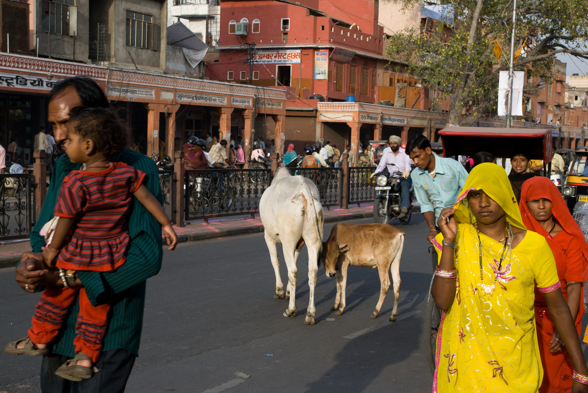 Nikon D60 sample photo. Mother cow photography