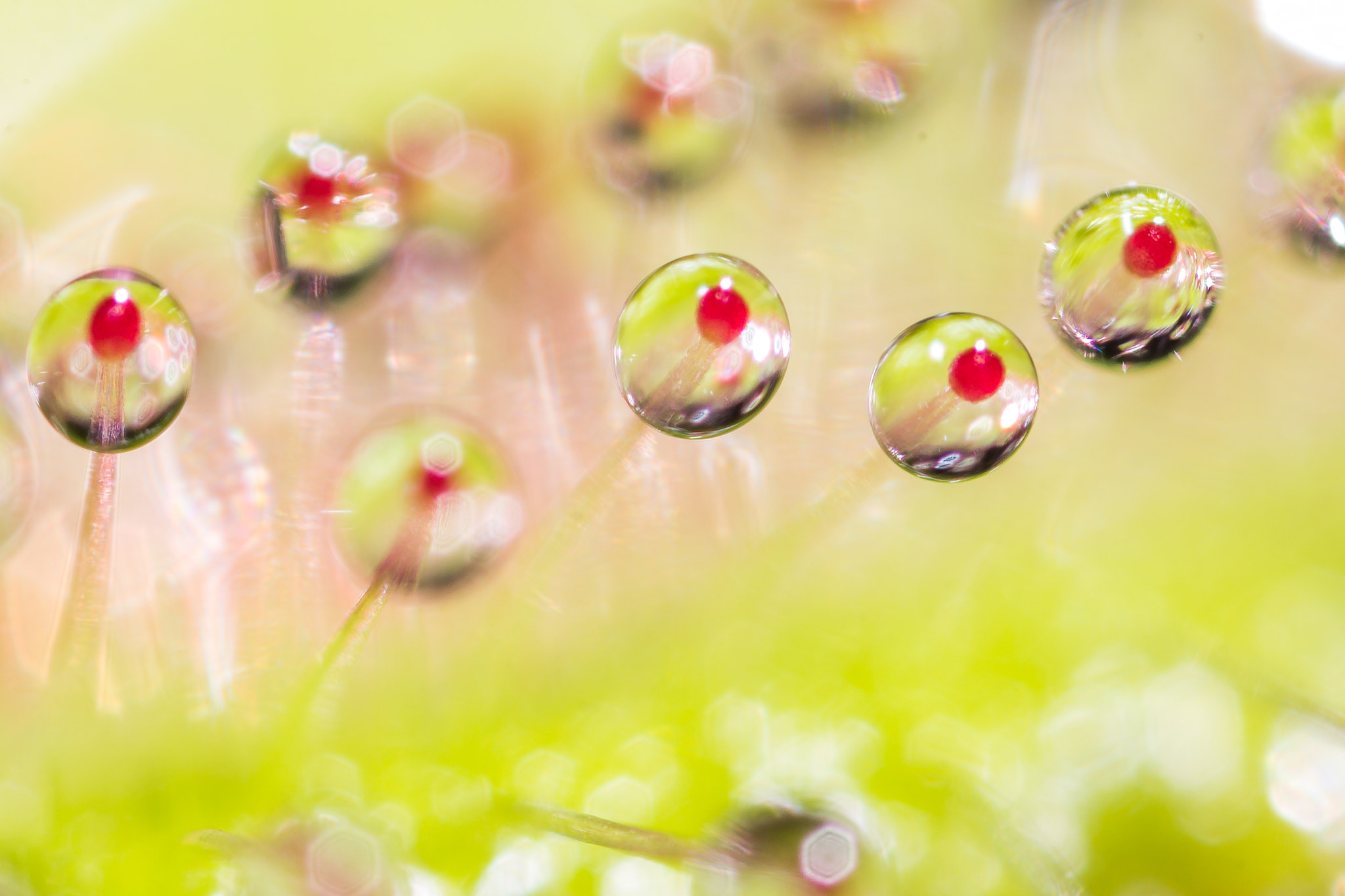Canon MP-E 65mm F2.5 1-5x Macro Photo sample photo. Droplets iv photography