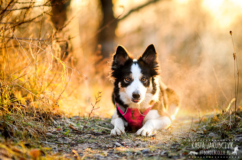 Sigma 70-200mm F2.8 EX DG OS HSM sample photo. In the warm light of morning photography