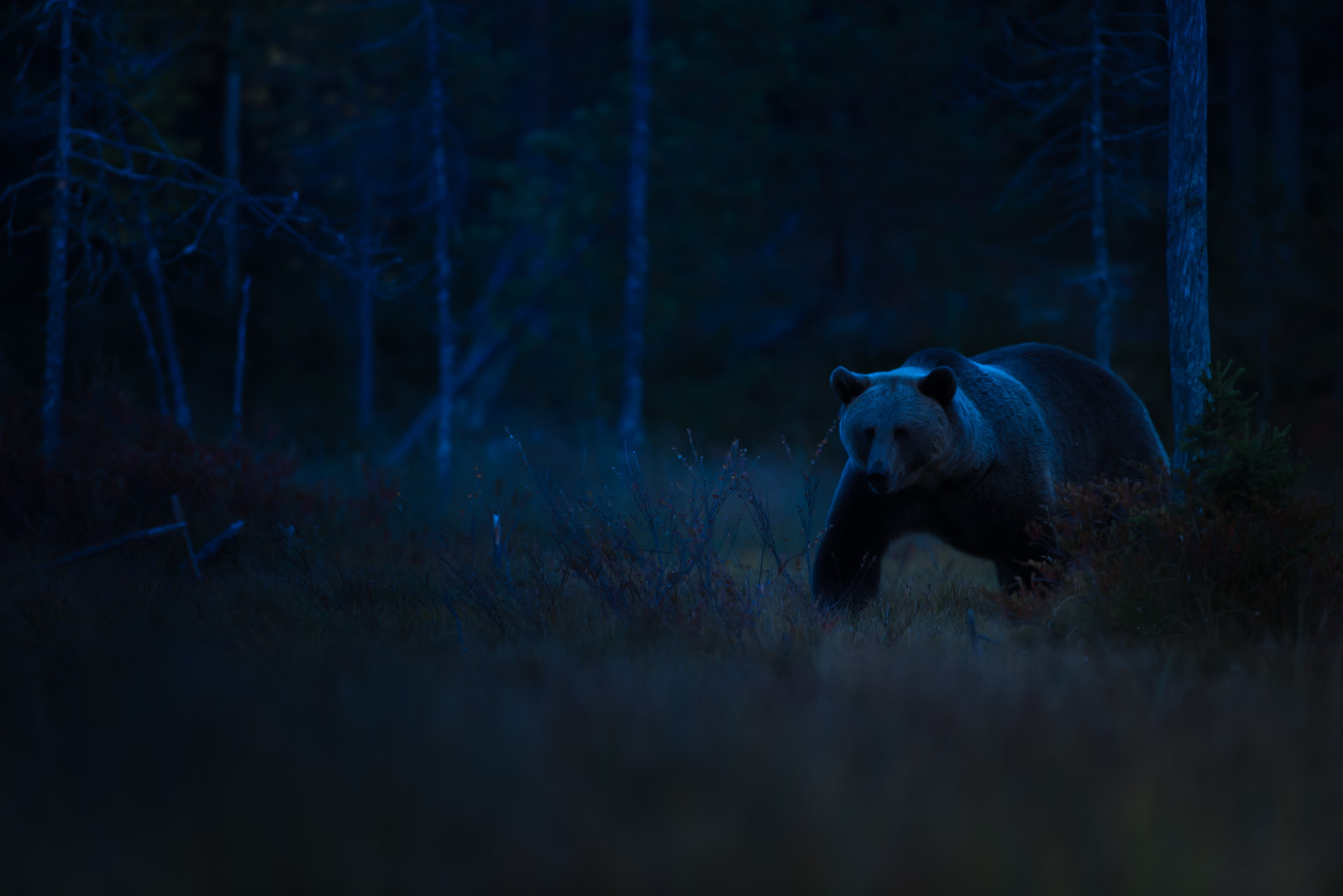 Nikon AF-S Nikkor 600mm F4D ED-IF II sample photo. Bear in the dark, kuhmo finland photography