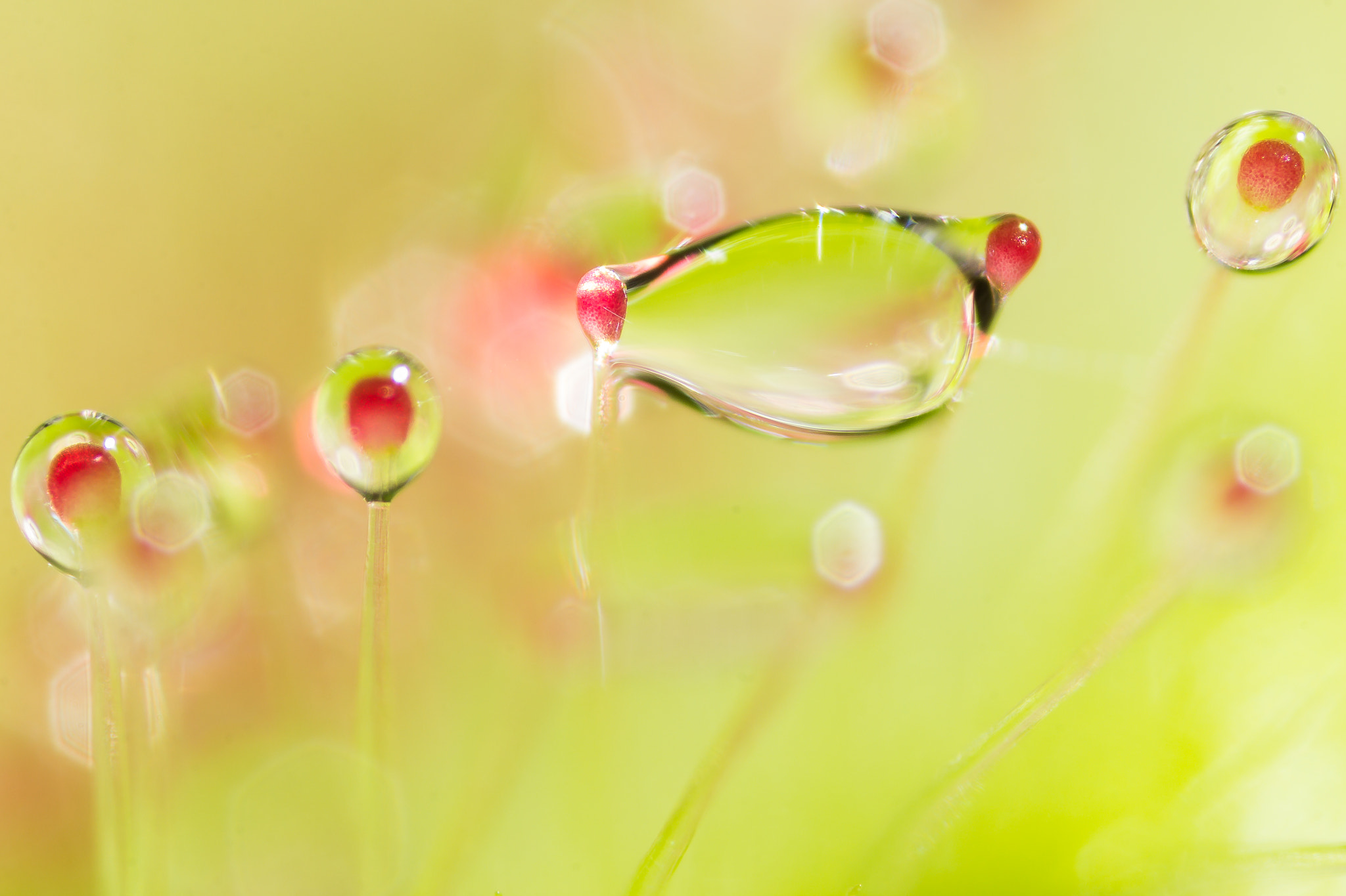 Canon MP-E 65mm F2.5 1-5x Macro Photo sample photo. Melting sundew droplets iii photography
