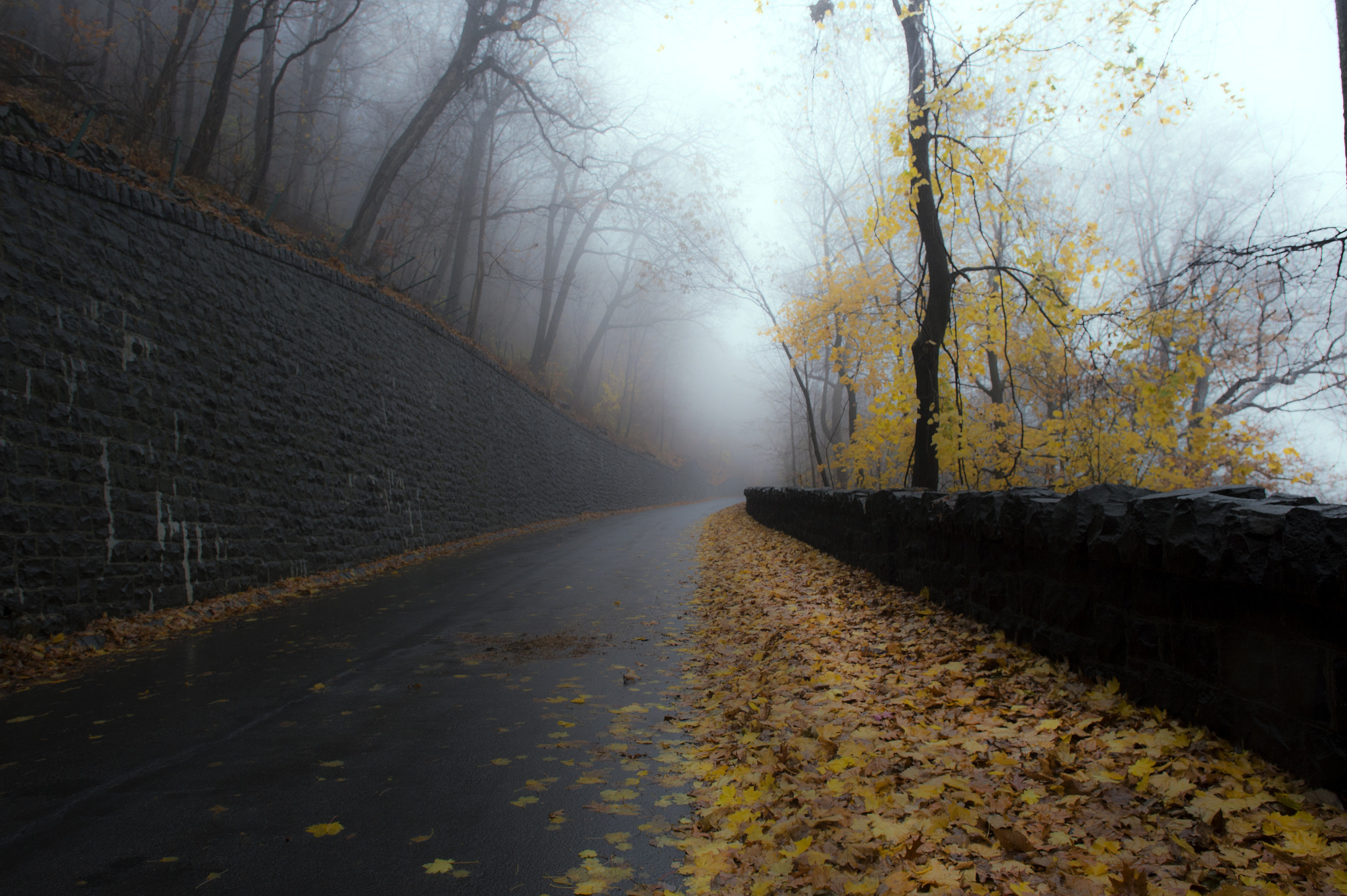 Nikon AF-S Nikkor 24mm F1.4G ED sample photo. Hello, yellow leaf road... photography