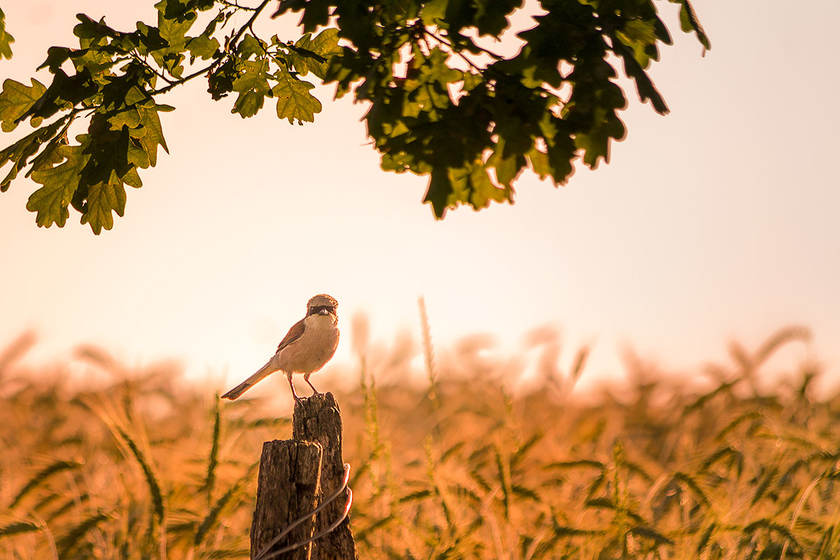 Pentax smc DA 50-200mm F4-5.6 ED WR sample photo. Lanius collurio photography